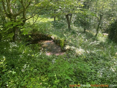 Au coeur de la forêt