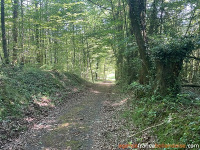 Au coeur de la forêt