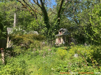 Au coeur de la forêt