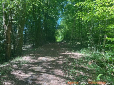 Au coeur de la forêt